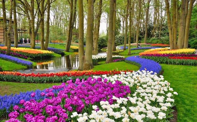 Colorful tulip garden with winding paths and trees in Holland.