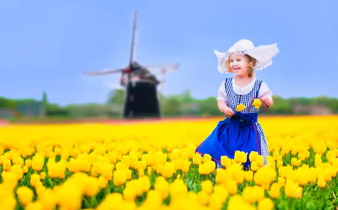 Child in tulip field with windmill, part of The Grand Brussels Experience Coach Tour.