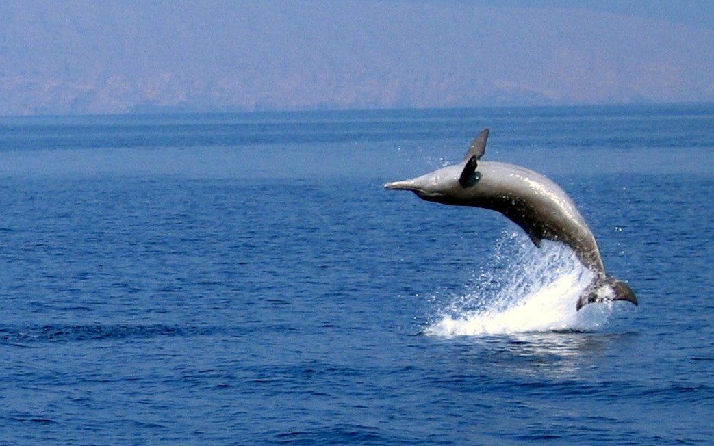 Dolphin leaping from the sea during Musandam Dibba Dhow Cruise.