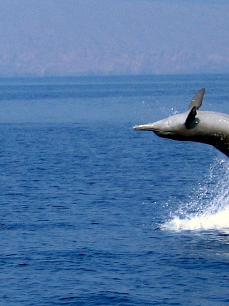 Dolphin leaping from the sea during Musandam Dibba Dhow Cruise.