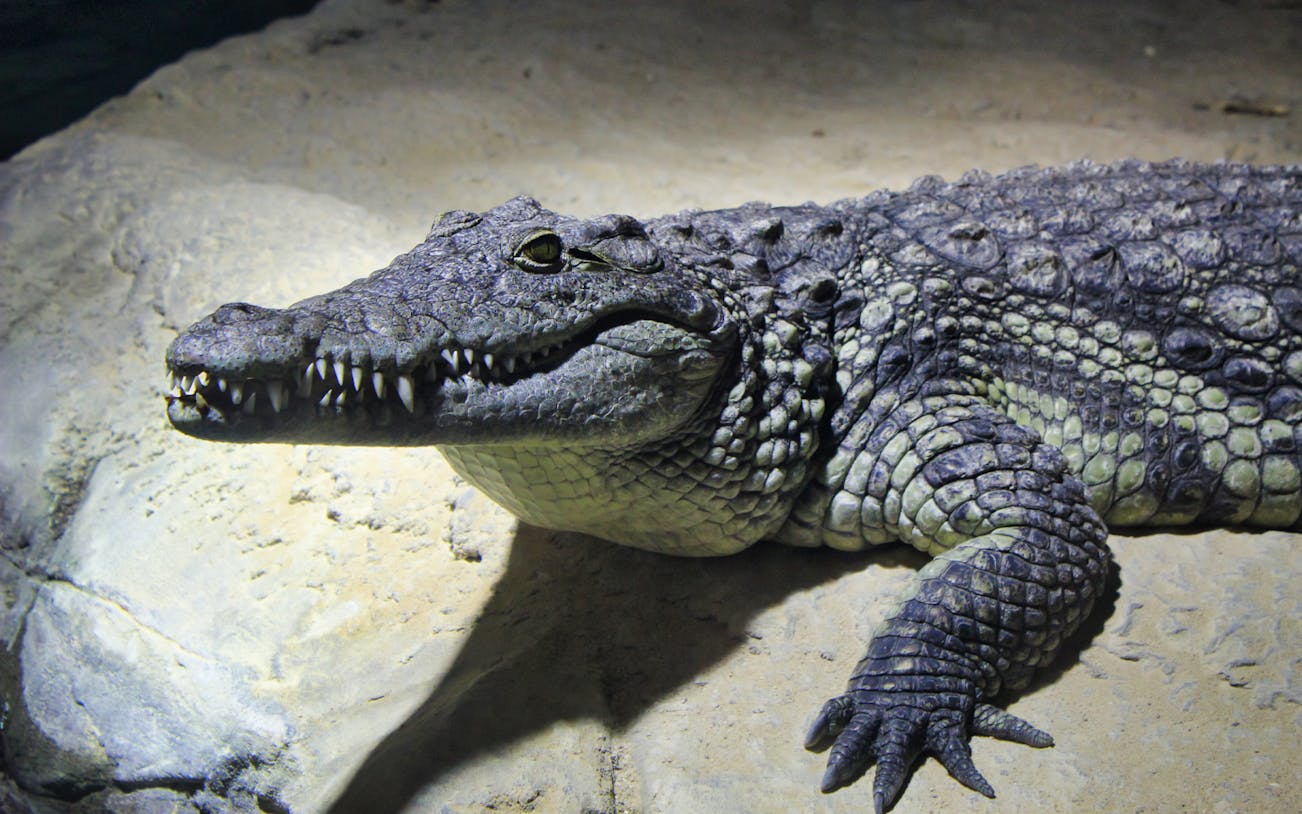 Crocodile resting on a rock at Acuario de Zaragoza.