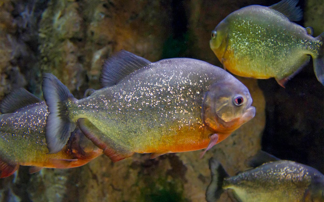 Piranhas swimming in Acuario de Zaragoza exhibit.