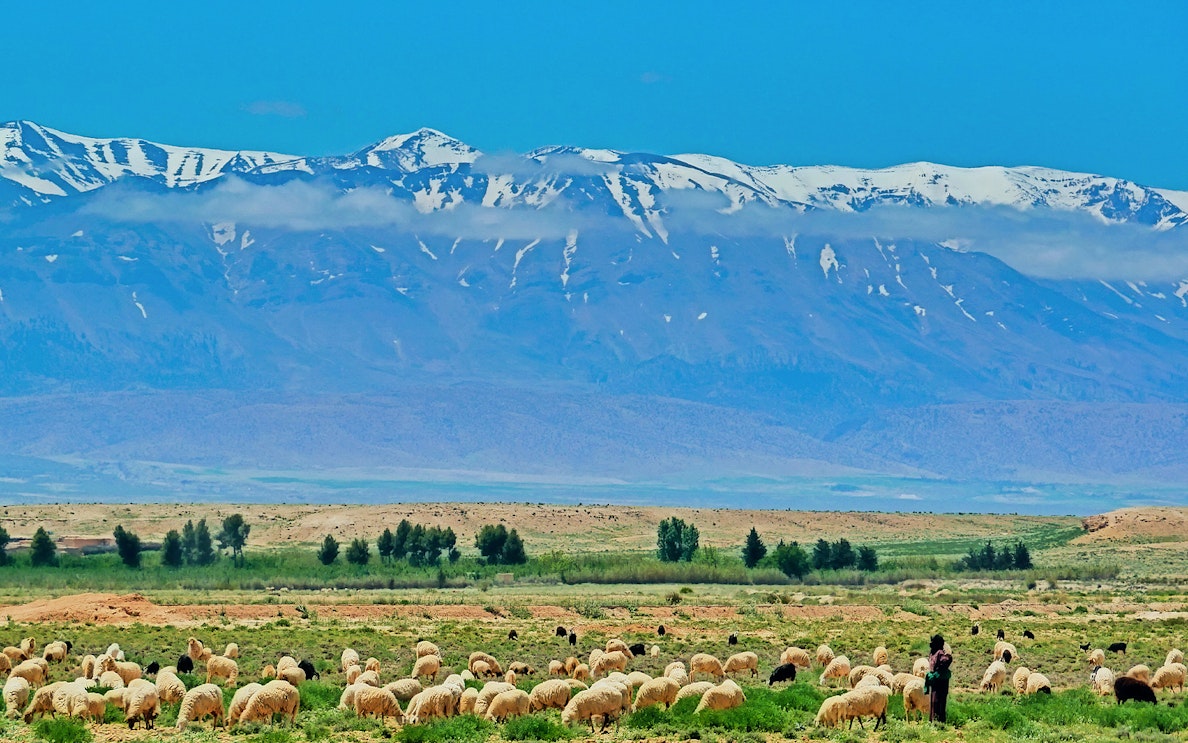 Shepherd with sheep in Ourika Valley, Atlas Mountains in the background, Day Tour from Marrakesh.