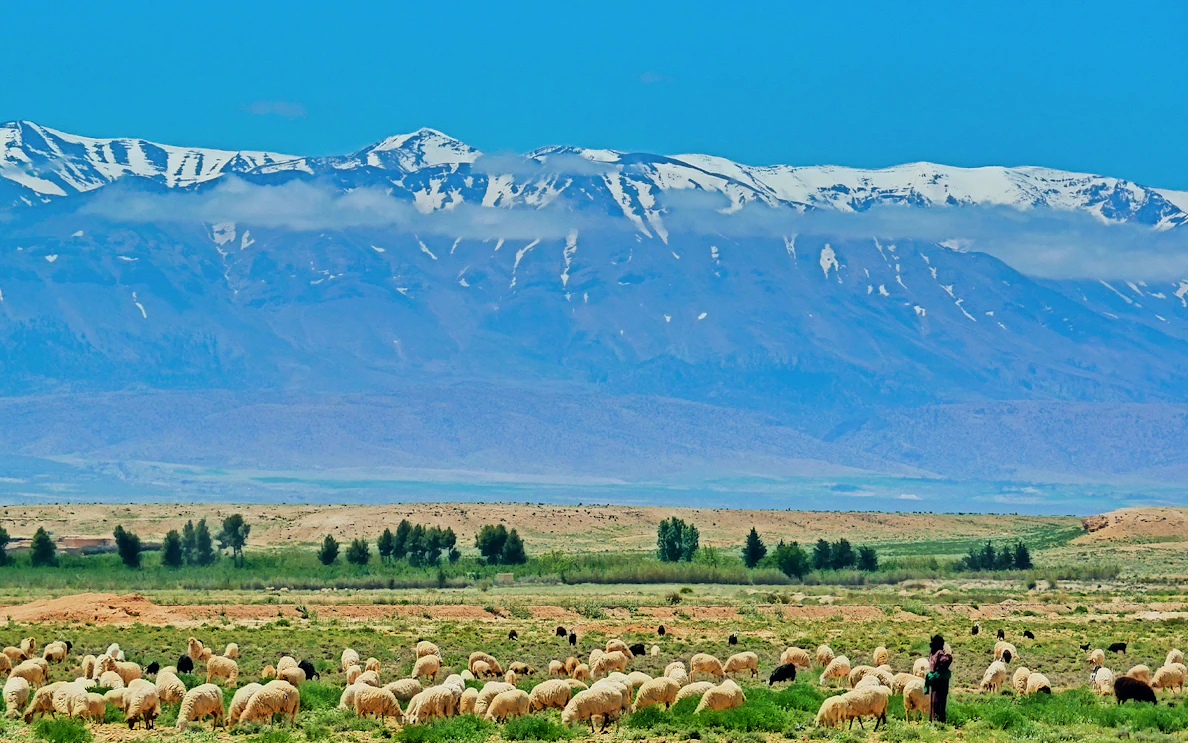 Shepherd with sheep in Ourika Valley, Atlas Mountains in the background, Day Tour from Marrakesh.