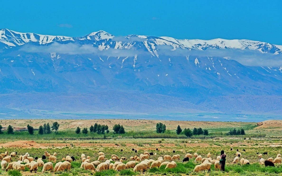 Shepherd with sheep in Ourika Valley, Atlas Mountains in the background, Day Tour from Marrakesh.