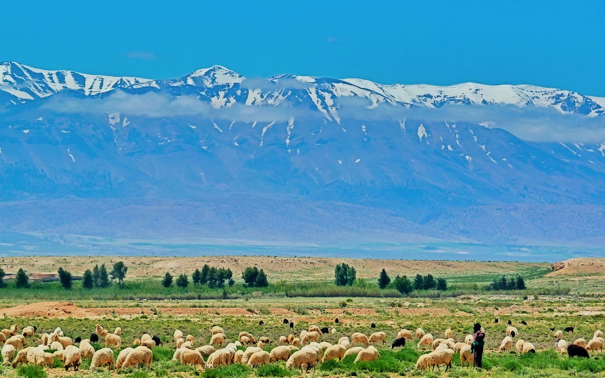 Shepherd with sheep in Ourika Valley, Atlas Mountains in the background, Day Tour from Marrakesh.