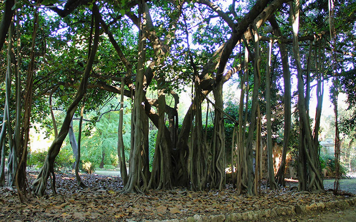 botanical gardens of palermo entrance tickets-2 botanical gardens of palermo entrance tickets-2