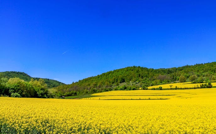 Yellow rapeseed fields with green hills in Bulgaria under a clear blue sky.