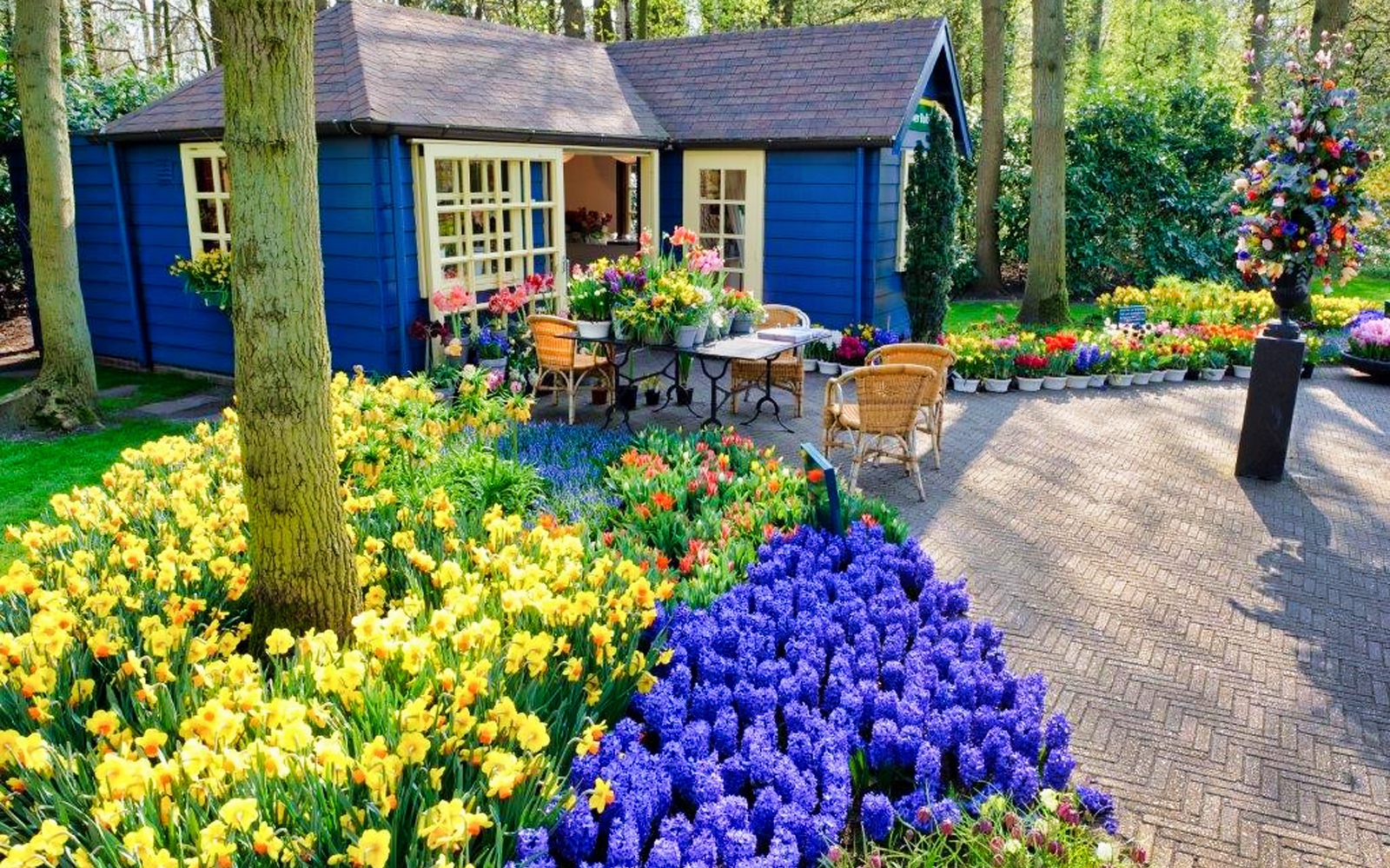 Colorful tulip garden with a blue cottage in Amsterdam, Holland.