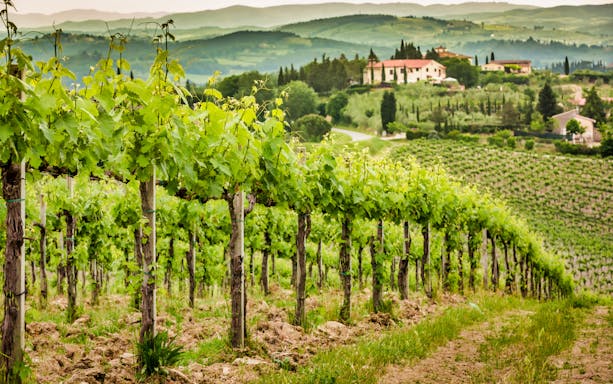 Vineyard in Frascati, Italy, with rolling hills and a farmhouse in the background.