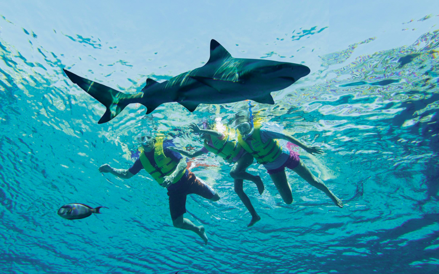 Snorkelers swimming with a shark at Atlantis Aquaventure.