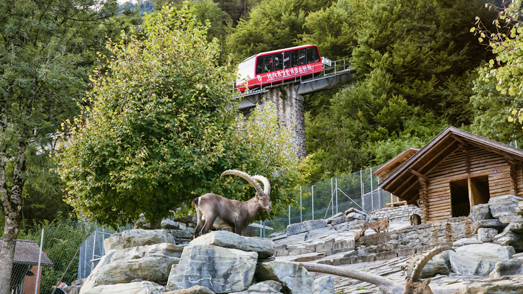 Funicular Ticket Book Harder Kulm Interlaken Tickets 2023 | Harder Kulm Funicular