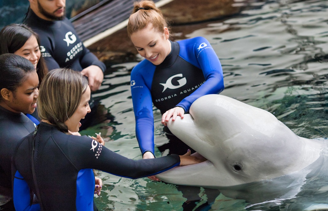 Georgia Aquarium Beluga Whale