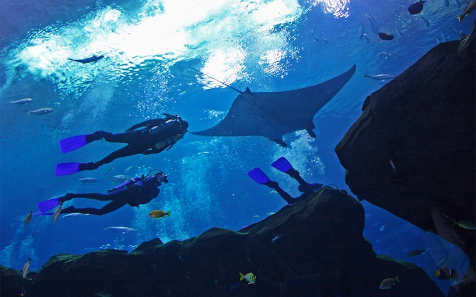 Divers observing a manta ray and fish at Georgia Aquarium, Atlanta.