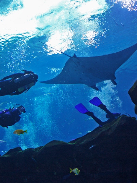 Divers observing a manta ray and fish at Georgia Aquarium, Atlanta.