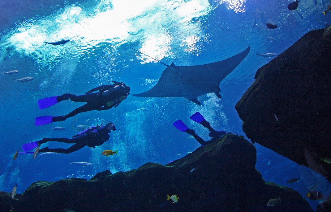 Visitors viewing diverse marine life at Georgia Aquarium, Atlanta.