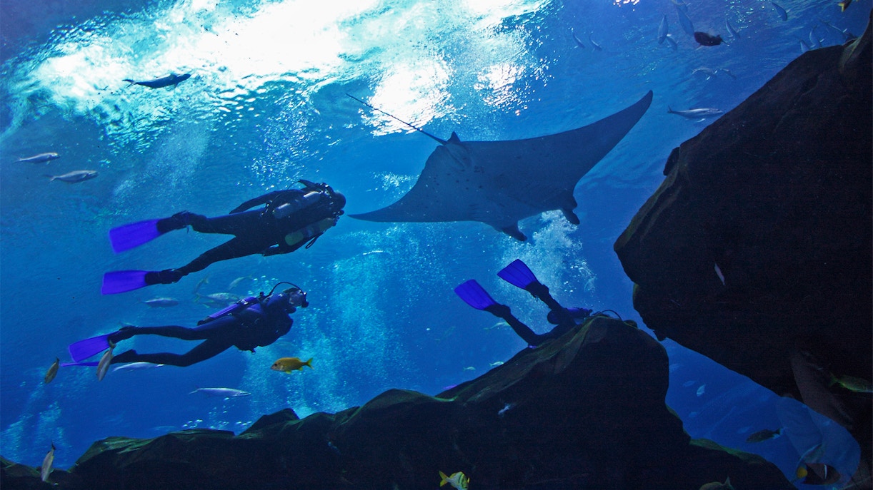 Divers observing a manta ray and fish at Georgia Aquarium, Atlanta.