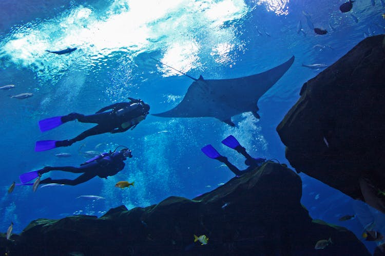 Whale Shark - Georgia Aquarium Atlanta