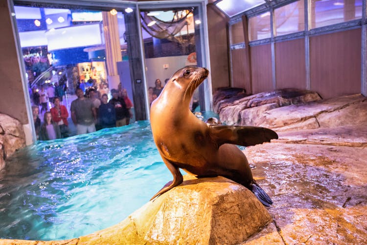 Sea Lion