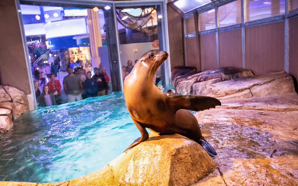 Sea lion on rock at Georgia Aquarium exhibit with visitors watching.