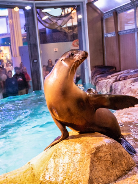 Sea lion on rock at Georgia Aquarium exhibit with visitors watching.