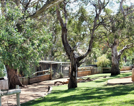 Tazmania - Bonorong Wildlife Sanctuary