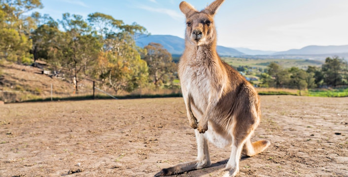 Book Bonorong Wildlife Sanctuary Tickets