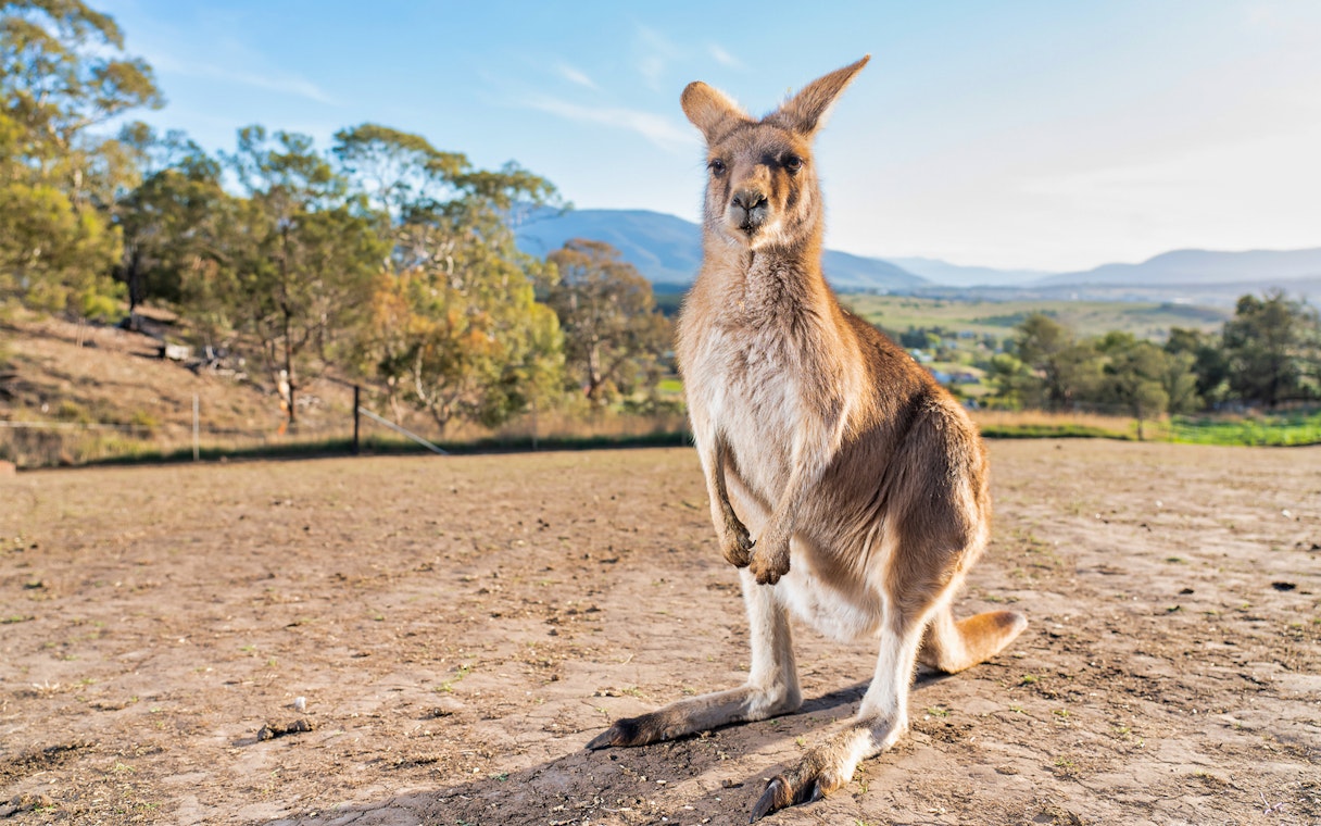 Kangaroo standing in open field at Bonorong Wildlife Sanctuary, Tasmania.