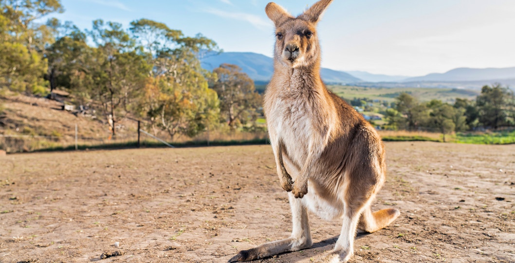 Book Bonorong Wildlife Sanctuary Tickets