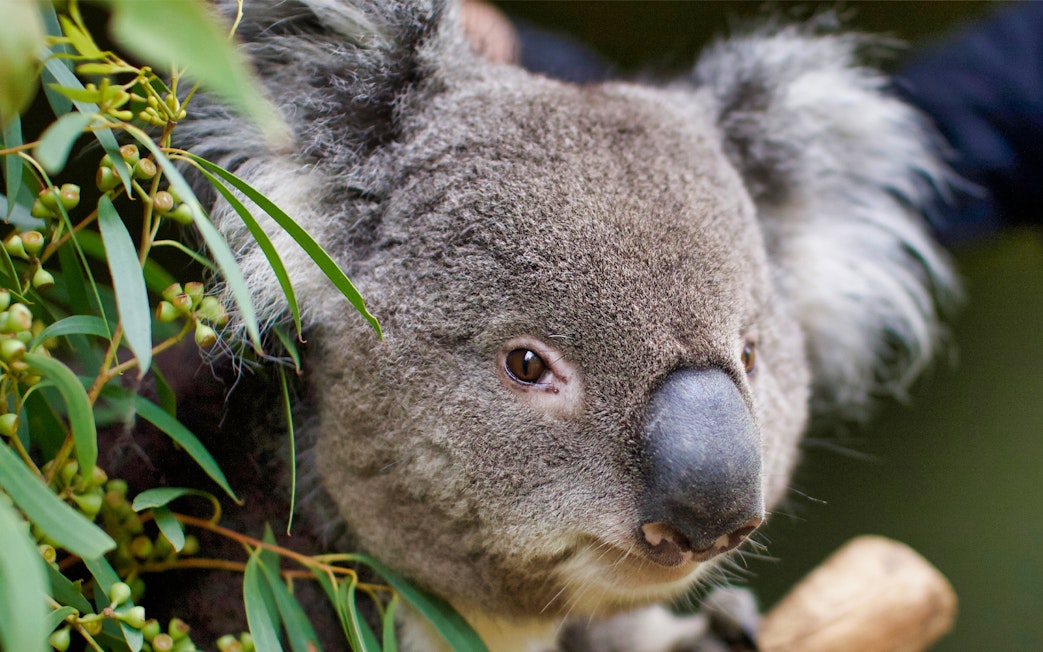 Koala among eucalyptus leaves at Bonorong Wildlife Sanctuary.