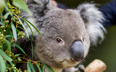 Koala among eucalyptus leaves at Bonorong Wildlife Sanctuary.