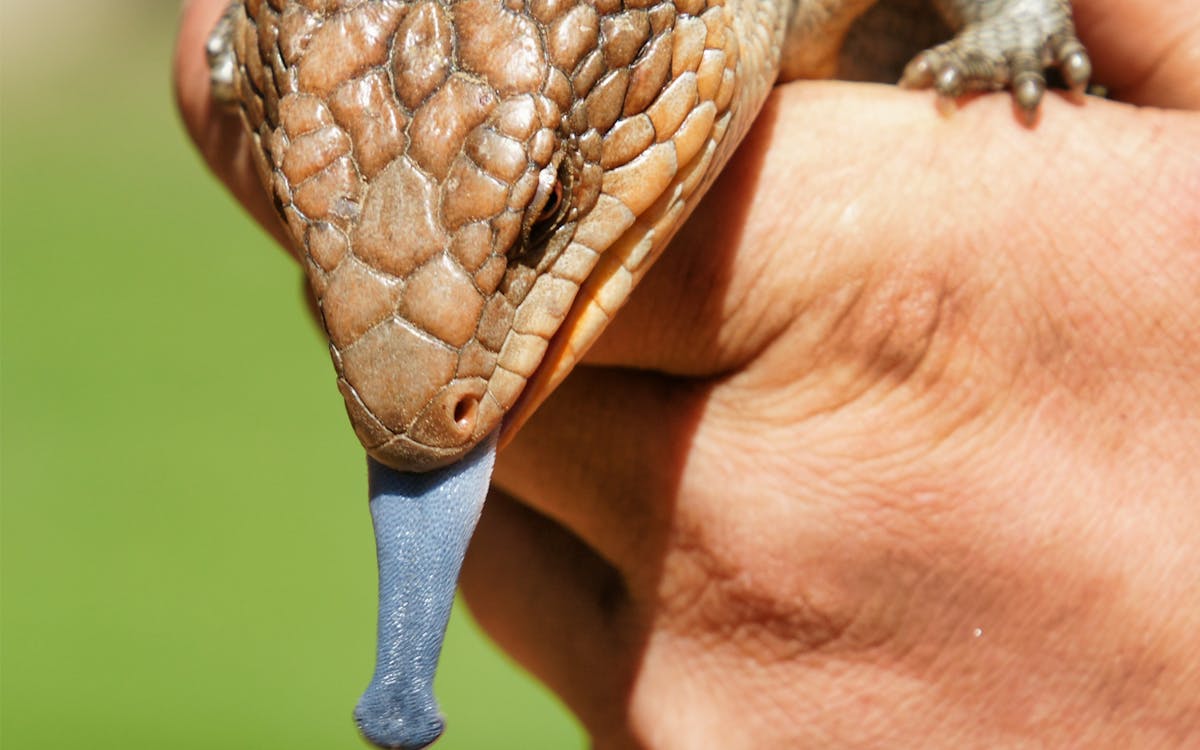 tickets to the 2.5-hour feeding frenzy at the bonorong wildlife sanctuary-3 tickets to the 2.5-hour feeding frenzy at the bonorong wildlife sanctuary-3