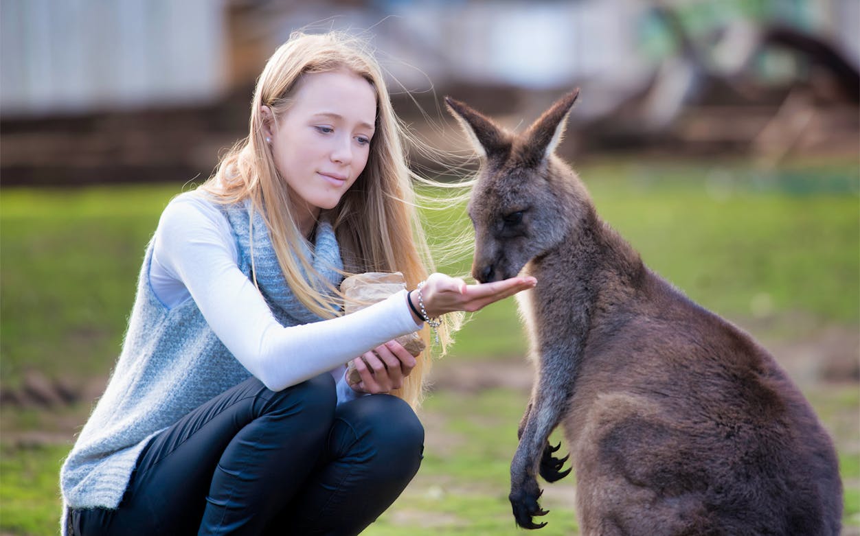 Visitor feeding a kangaroo at Bonorong Wildlife Sanctuary.