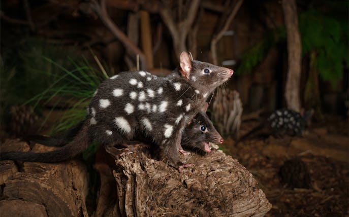 Spotted quolls on a log at Bonorong Wildlife Sanctuary night tour.