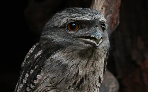 Tawny frogmouth at Bonorong Wildlife Sanctuary during night tour.