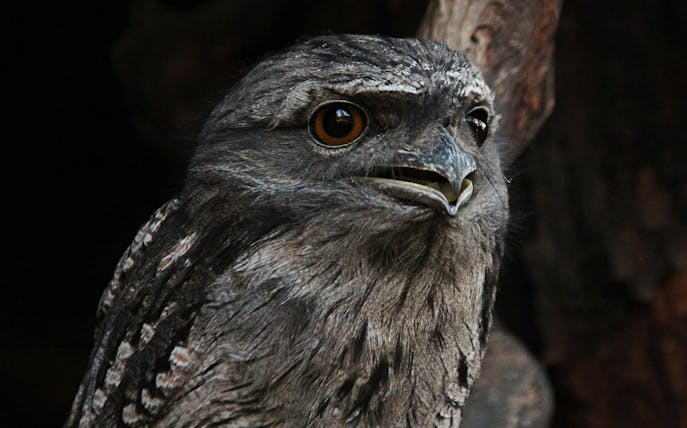 Tawny frogmouth at Bonorong Wildlife Sanctuary during night tour.