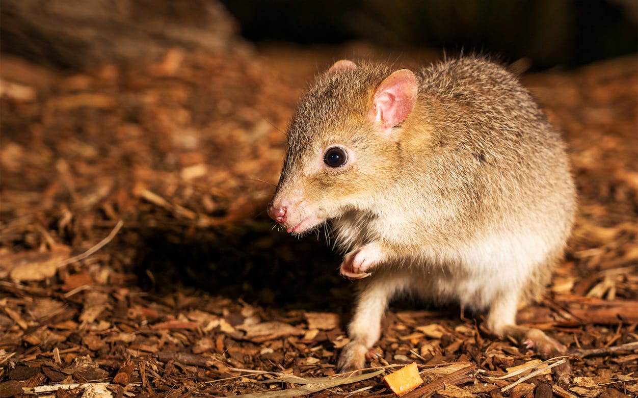 Quokka on forest floor during Bonorong Wildlife Sanctuary night tour.