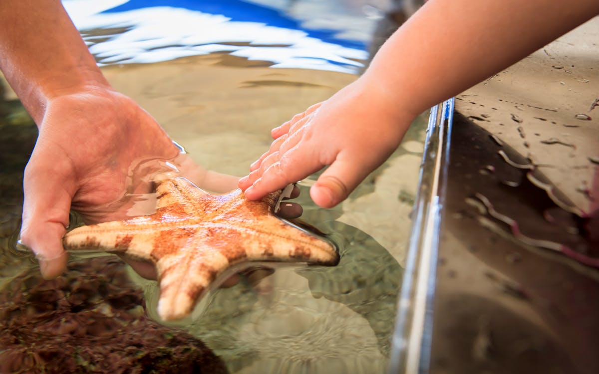 the aquarium of western australia (aqwa) tickets-3 the aquarium of western australia (aqwa) tickets-3