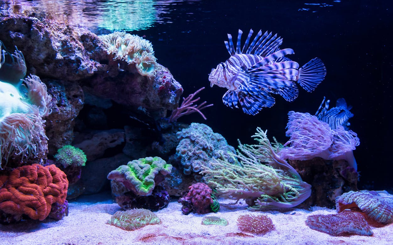 Lionfish swimming near colorful coral reef at AQWA, showcasing marine life for snorkel with sharks experience.