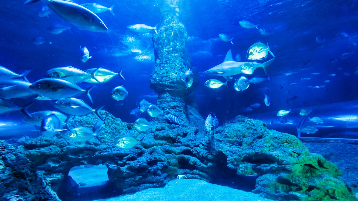 Must Things to do at AQWA aquarium