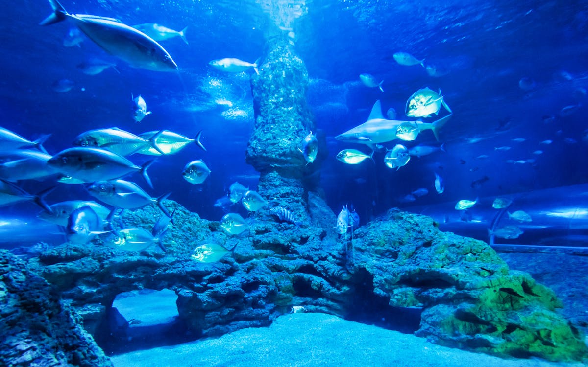 tickets to aqwa: snorkel with sharks-3 tickets to aqwa: snorkel with sharks-3