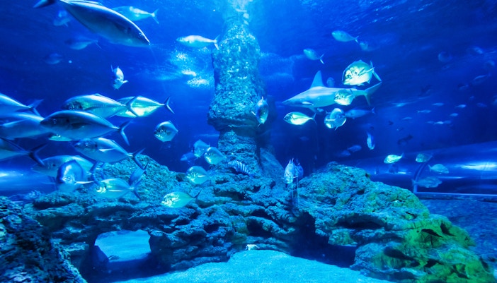 Dive with Sharks - AQWA Tickets