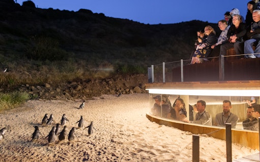 Penguins walking on sand at Phillip Island Nature Parks with visitors observing from a viewing platform.