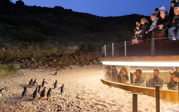 Penguins walking on sand at Phillip Island Nature Parks with visitors observing from a viewing platform.
