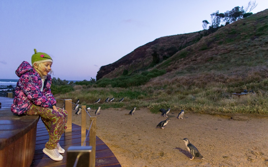 Child observing penguins at dusk on Phillip Island Nature Parks boardwalk.
