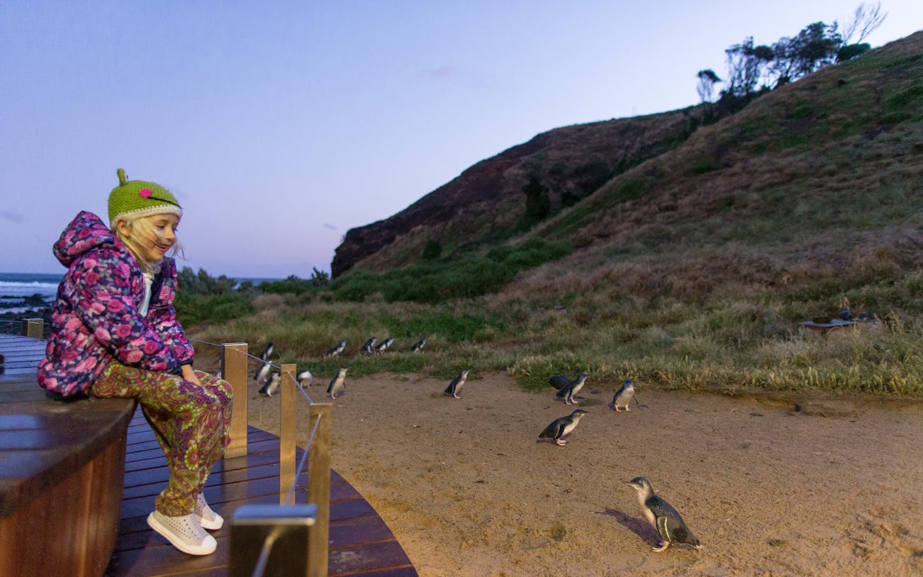 Child observing penguins at dusk on Phillip Island Nature Parks boardwalk.