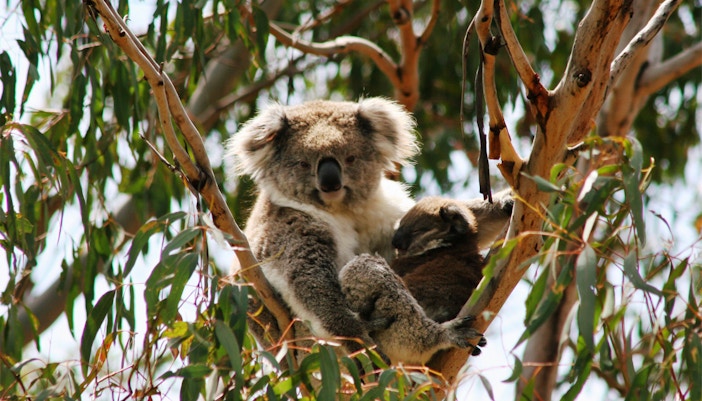 koala conservation reserve phillip island