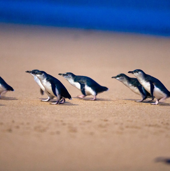 The best day trips from Melbourne to Phillip Island