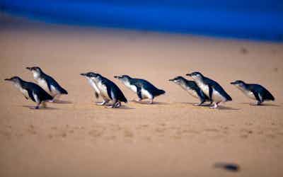 Melbourne travel guide