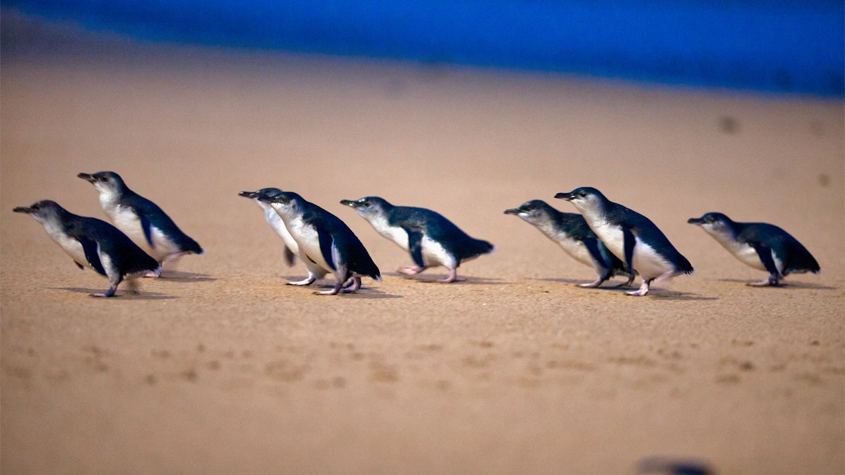 phillip island penguin parade - best time to visit